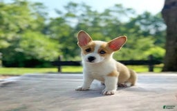 Welsh Corgi Pembroke dogs for sale: Lola - Image 6