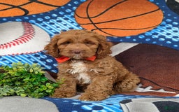 Cockapoo dogs for sale: Farlow - Image 11