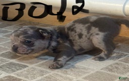 French Bulldog dogs for sale: Gonzo - Image 8