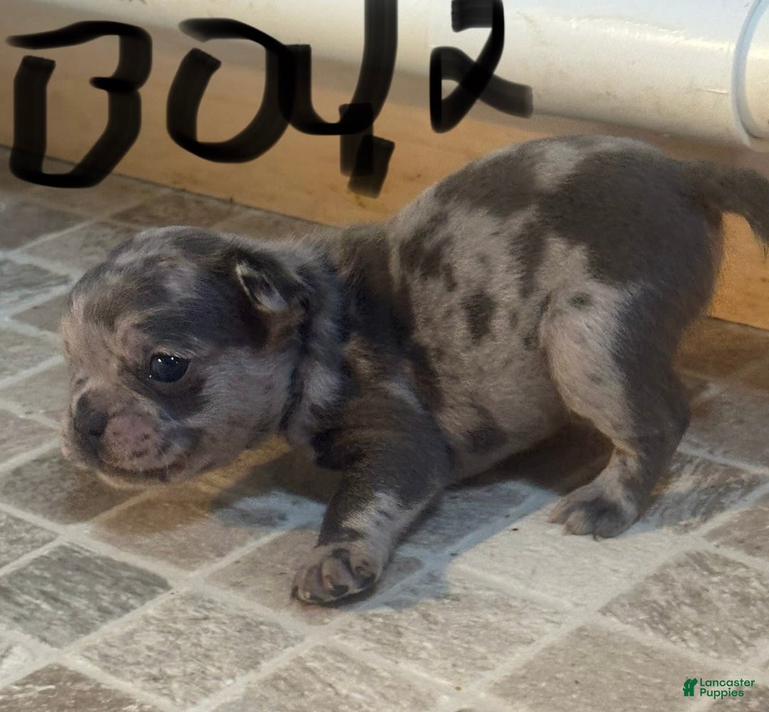 French Bulldog dogs for sale: Gonzo - Image 8