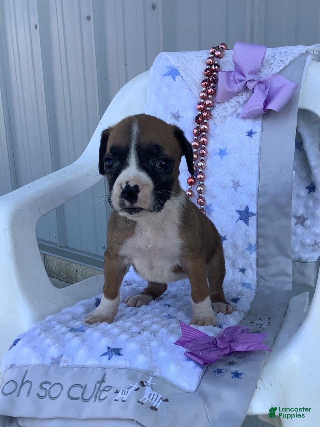 Boxer dogs for sale: Bella - Image 5