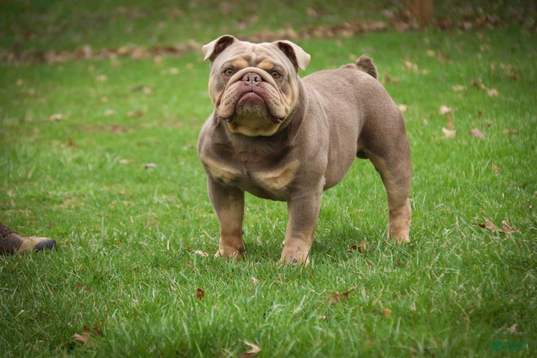 English Bulldog dogs for sale: Turbo - Image 28