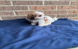 Cavapoo dogs for sale: Dallas - Image 2
