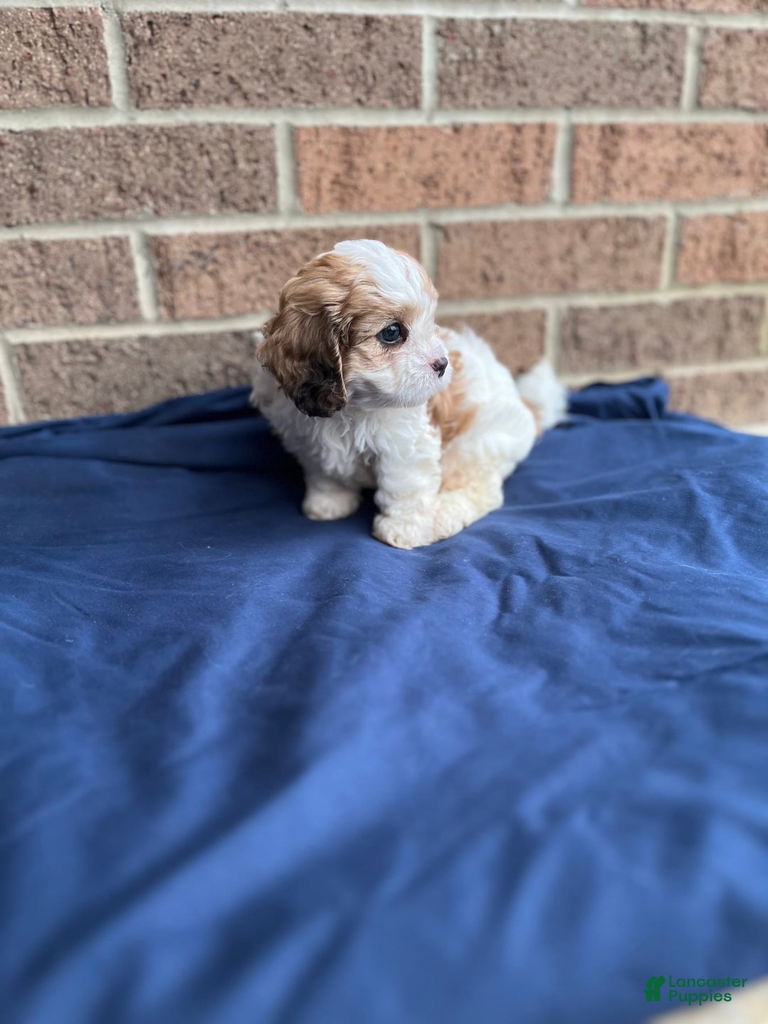Cavapoo dogs for sale: Dallas - Image 2