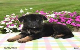 German Shepherd dogs for sale: Archie - Image 2