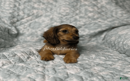 Dachshund dogs for sale: Shaded Cream Male - Image 7
