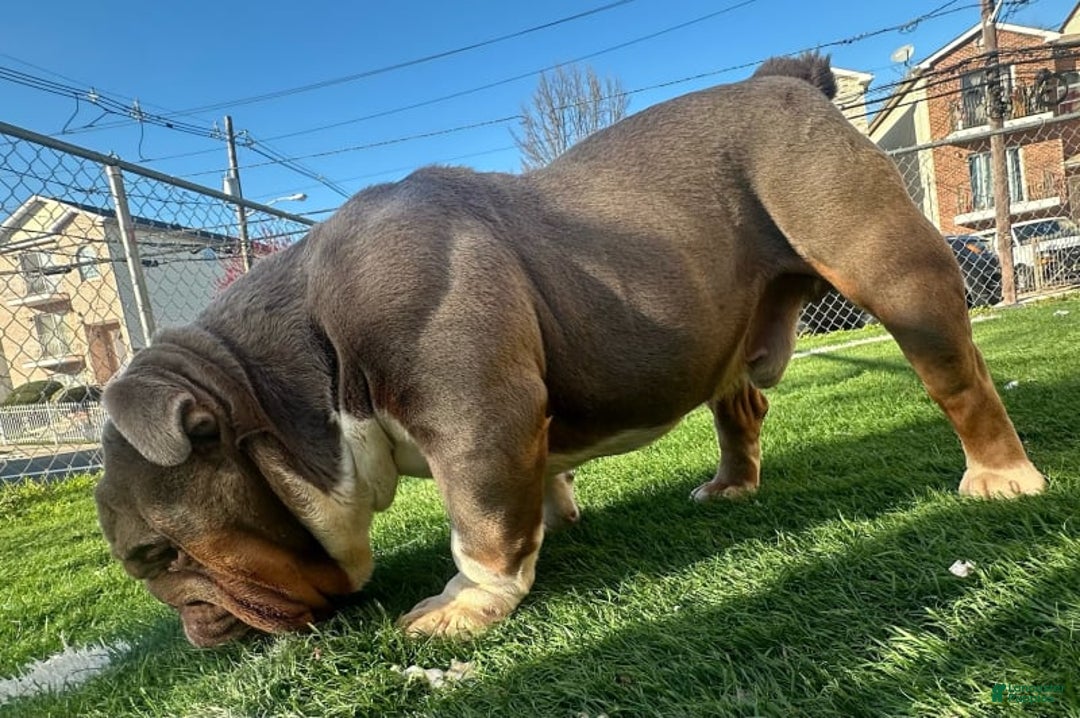 English Bulldog dogs for stud: Gucci - Image 7