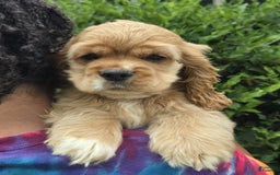 Cocker Spaniel dogs for sale: Milo - Image 3