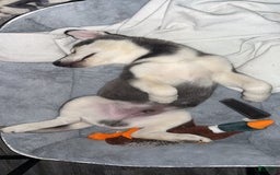 Gerberian Shepsky dogs for sale: Stormy - Image 7