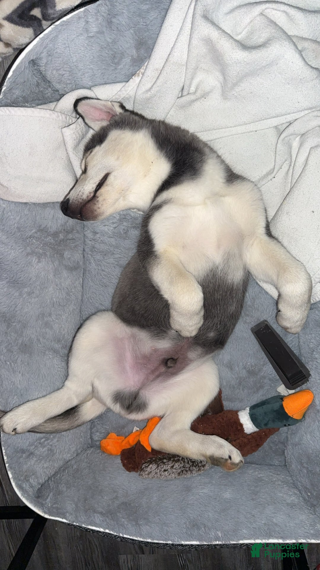 Gerberian Shepsky dogs for sale: Stormy - Image 7