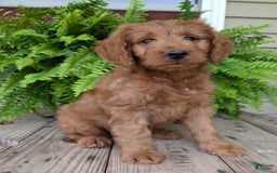 Goldendoodle dogs for sale: Ben - Image 5