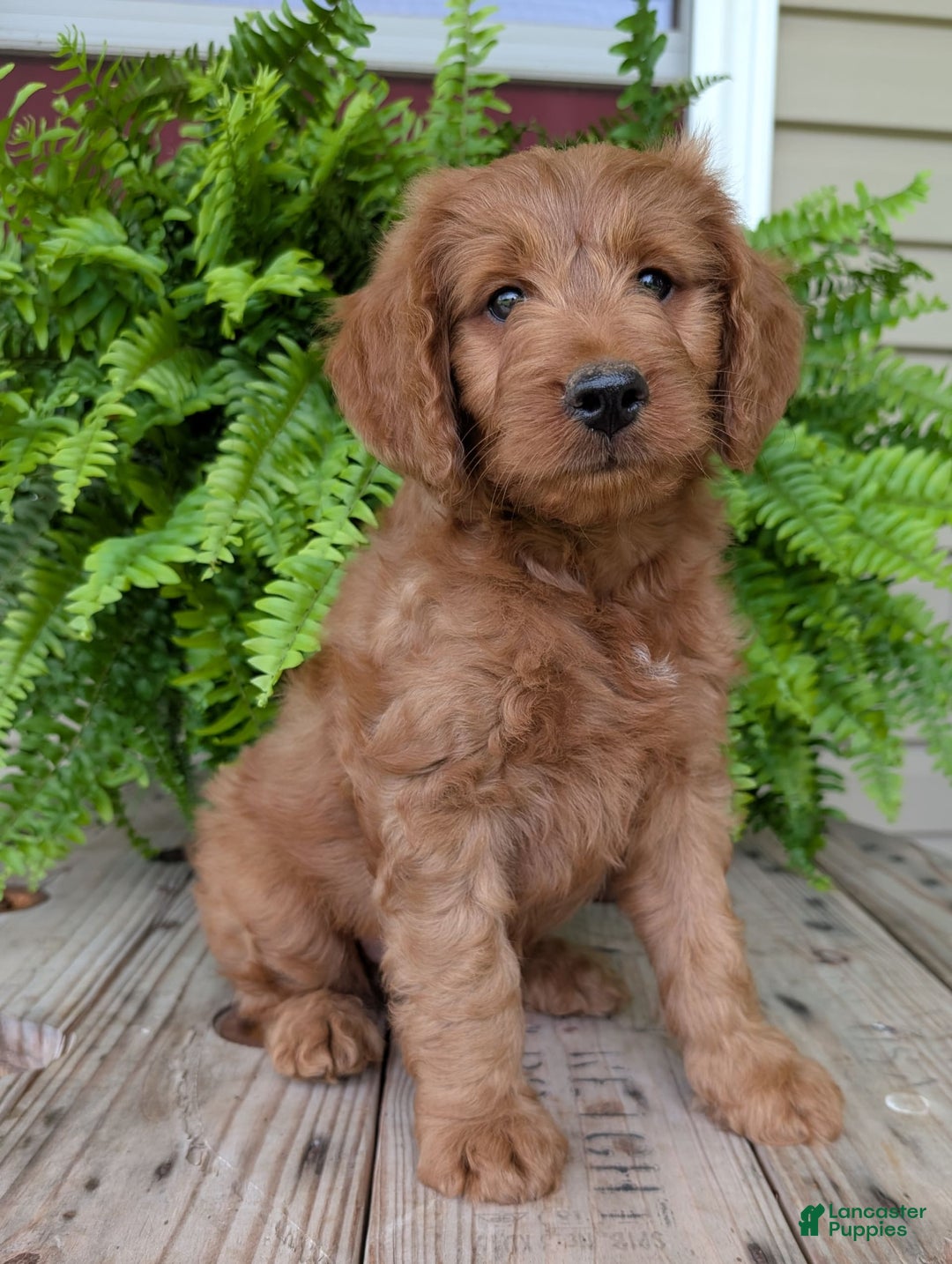 Goldendoodle dogs for sale: Ben - Image 5