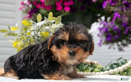 Yorkshire Terrier dogs for sale: Yahtzee - Image 2