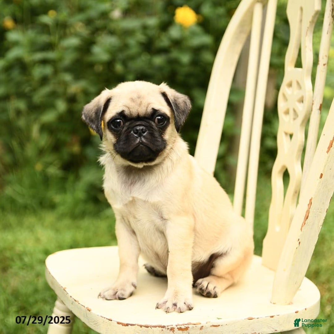 Pug dogs for sale: Jasmine - Image 9
