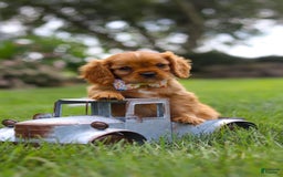 Cavalier King Charles Spaniel dogs for sale: Bradley - Image 1