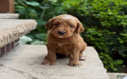 Goldendoodle dogs for sale: Ember - Image 3