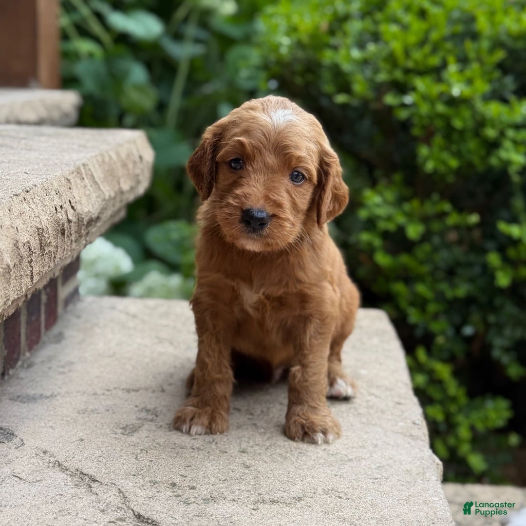 Goldendoodle dogs for sale: Ember - Image 3