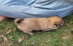 Pomeranian dogs for sale: Oscar - Image 4