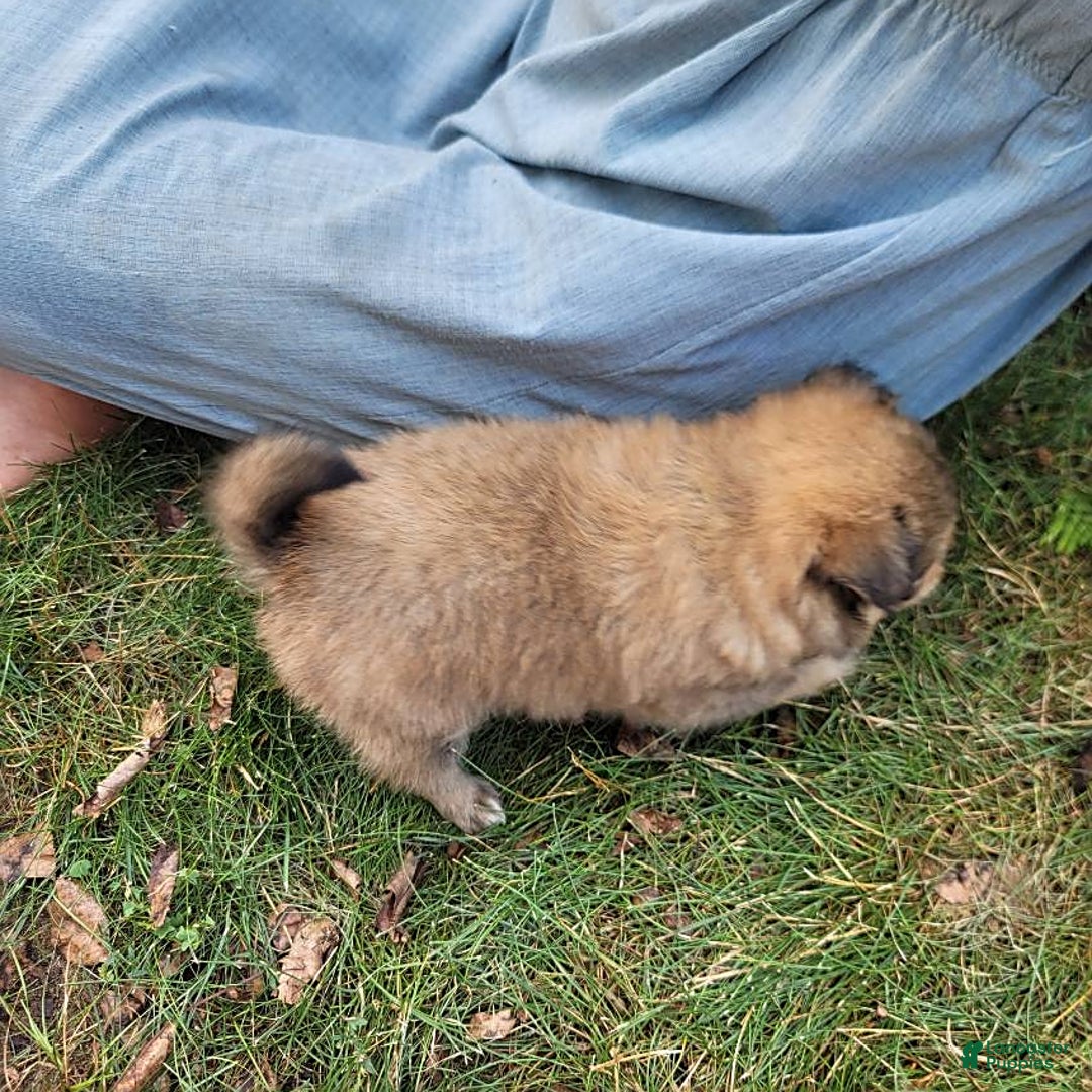 Pomeranian dogs for sale: Oscar - Image 4