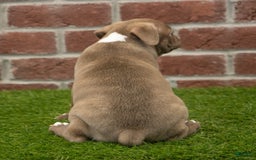 Frenchton dogs for sale: Scout - Image 2