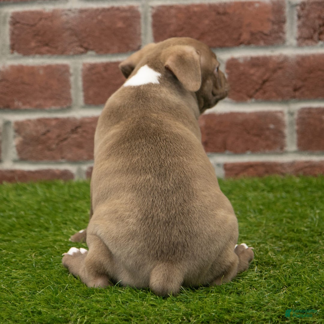 Frenchton dogs for sale: Scout - Image 2