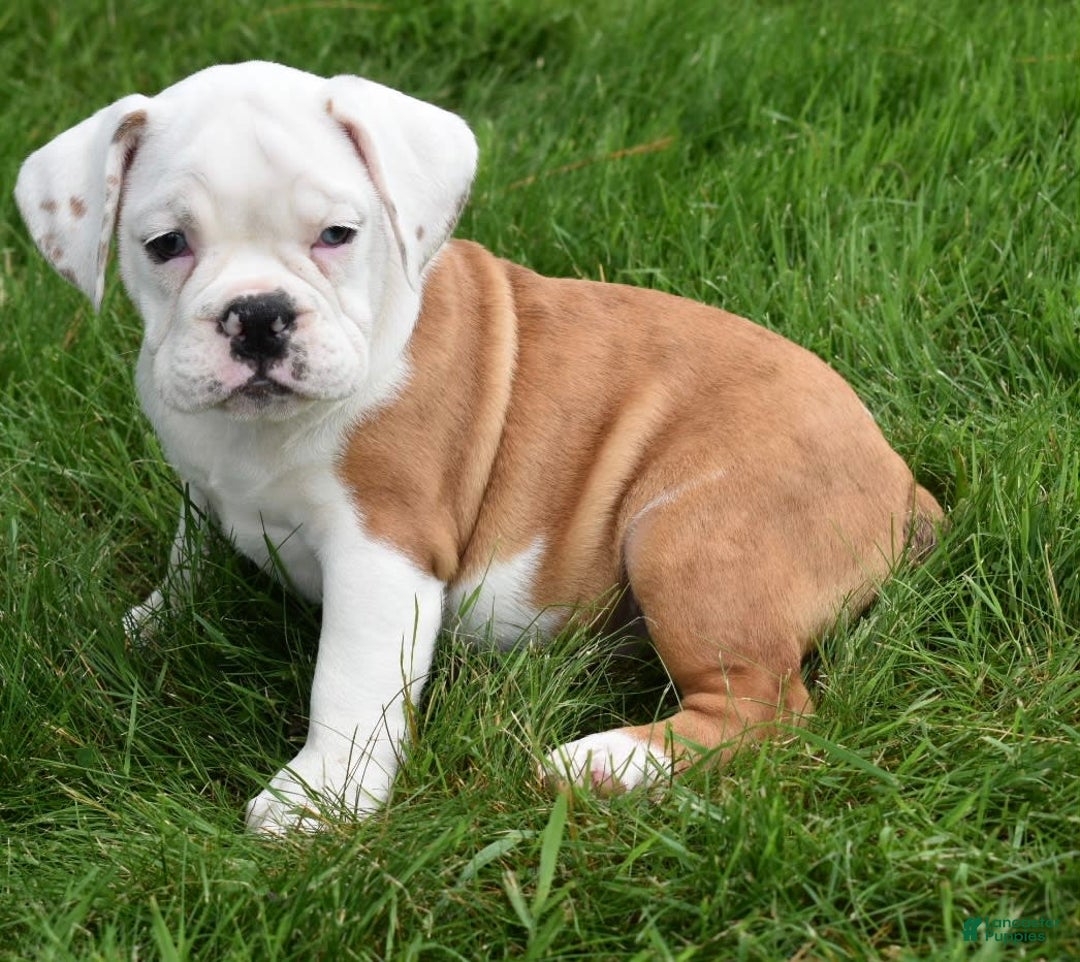 Beabull dogs for sale: Tessa - Image 16