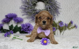 Cavapoo dogs for sale: Phoenix - Image 38
