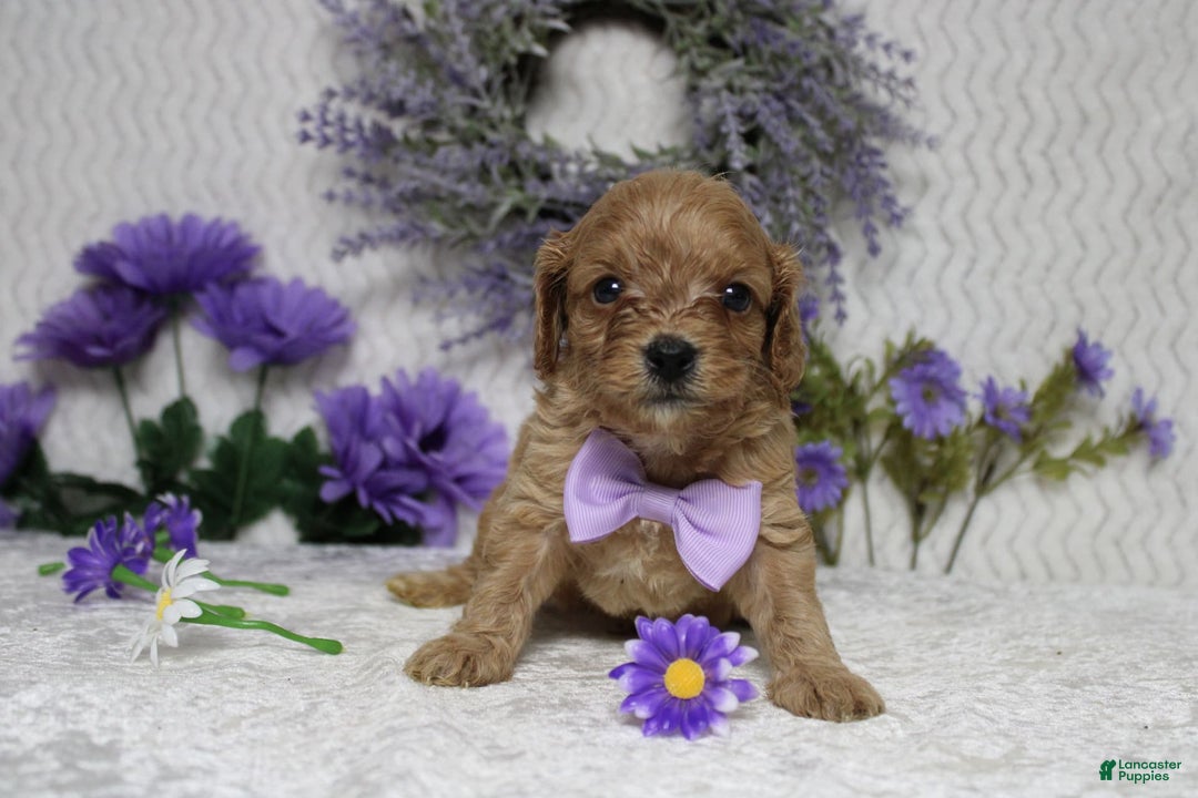 Cavapoo dogs for sale: Phoenix - Image 38