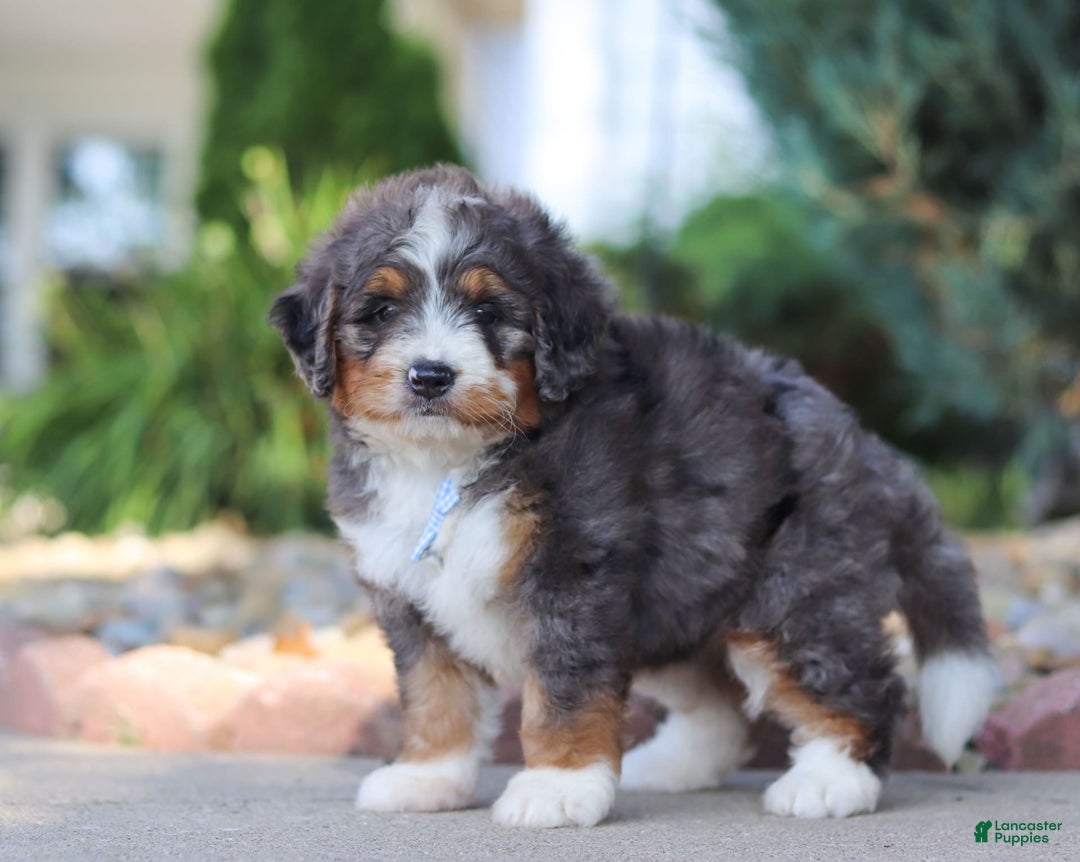 Mini Bernedoodle dogs for sale: Frank - Image 4