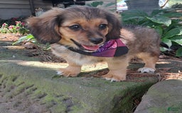 Miniature Dachshund dogs for sale: Millie - Image 3