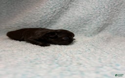 French Bulldog dogs for sale: Chocobelle - Image 1