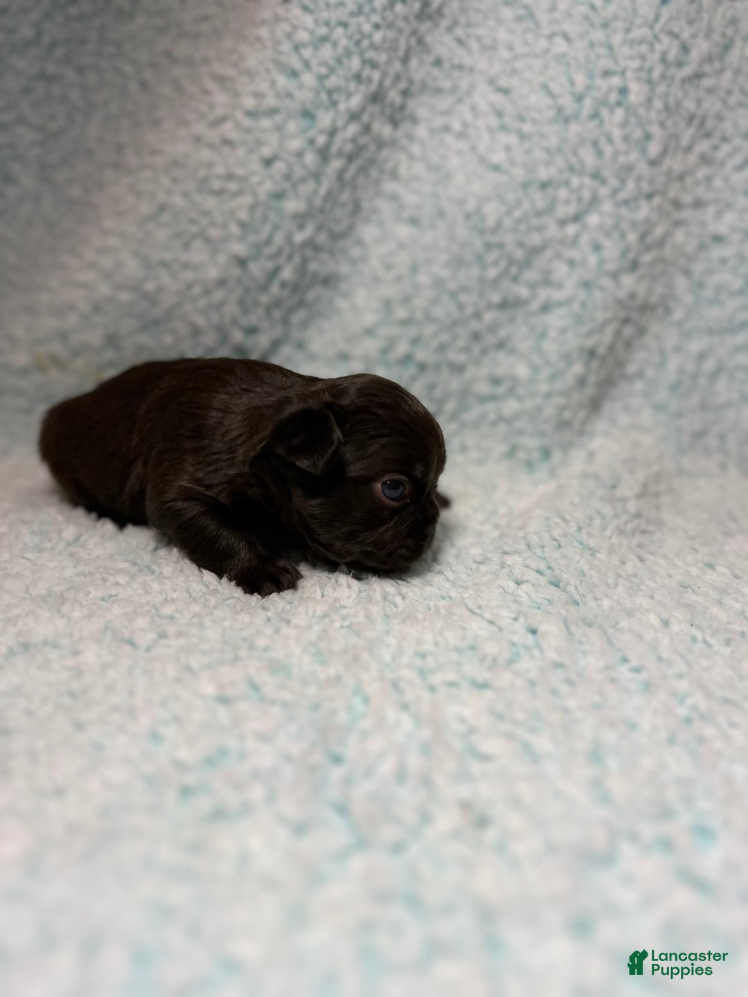 French Bulldog dogs for sale: Chocobelle - Image 1