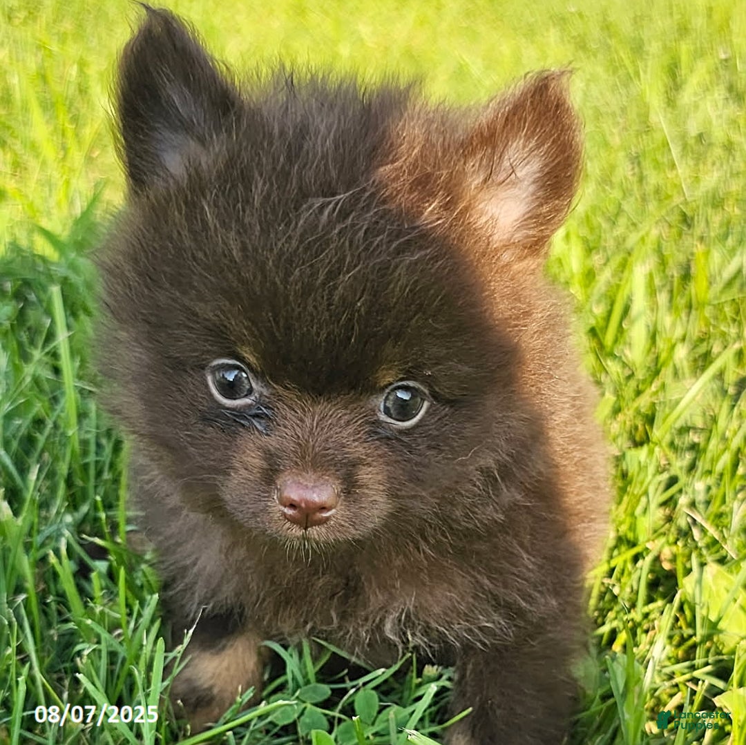 Pomeranian dogs for sale: Pomeranian 4 puppies - Image 17