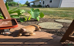 English Bulldog dogs for sale: Mozart - Image 6