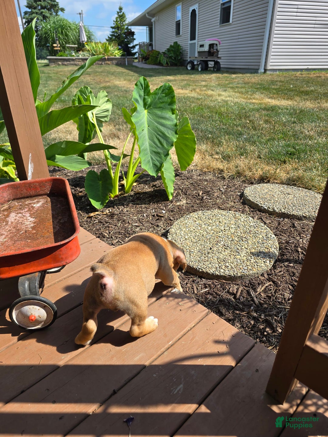 English Bulldog dogs for sale: Mozart - Image 6