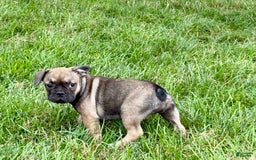 French Bulldog dogs for sale: Joy - Image 4