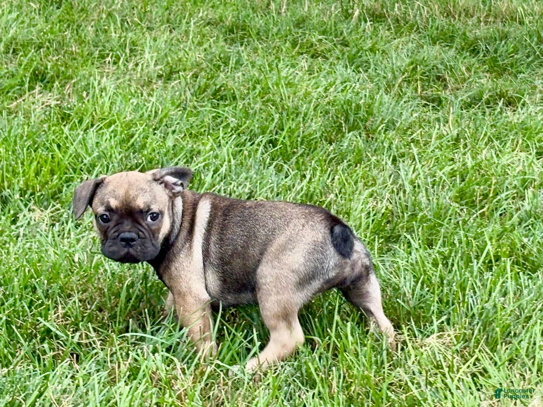 French Bulldog dogs for sale: Joy - Image 4