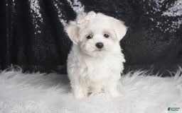 Maltese dogs for sale: Bunny - Image 5