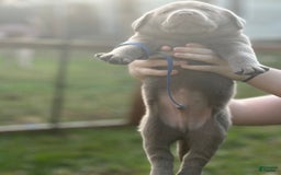 Labrador Retriever dogs for sale: Wolf - Image 3