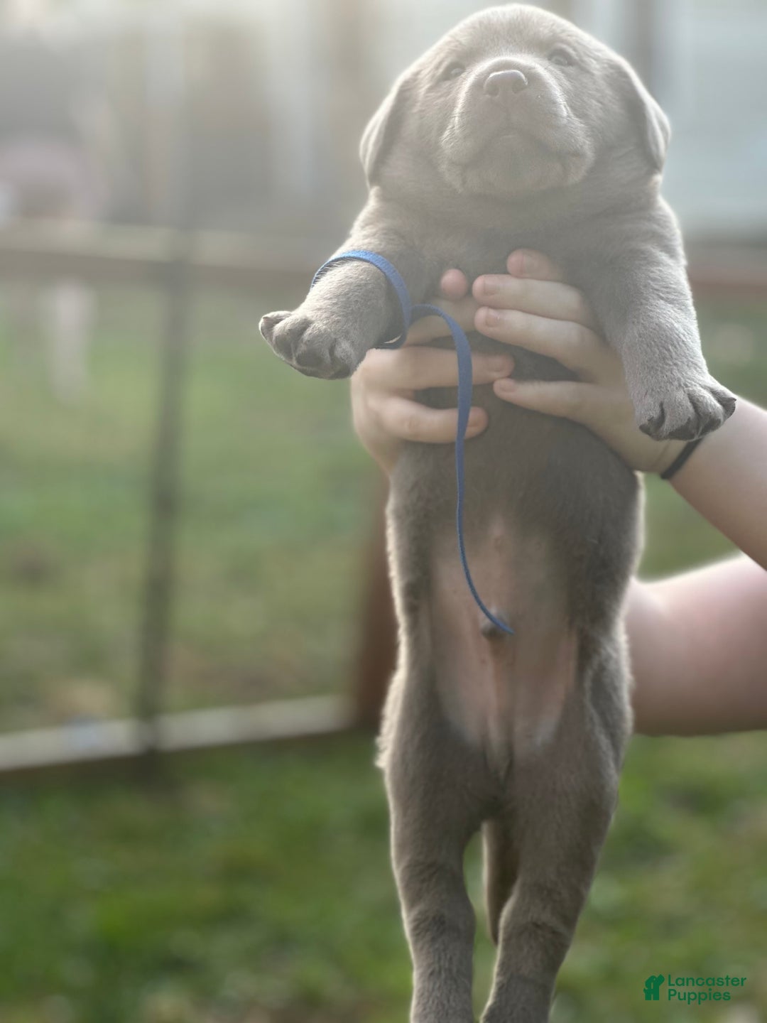 Labrador Retriever dogs for sale: Wolf - Image 3