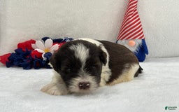 Miniature Schnauzer dogs for sale: Fancy Male 3 Akc Liver Parti - Image 7