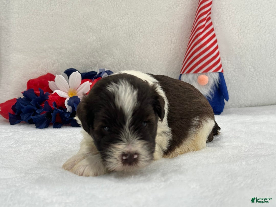 Miniature Schnauzer dogs for sale: Fancy Male 3 Akc Liver Parti - Image 7