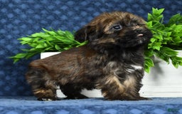 Havapoo dogs for sale: Wendell - Image 16