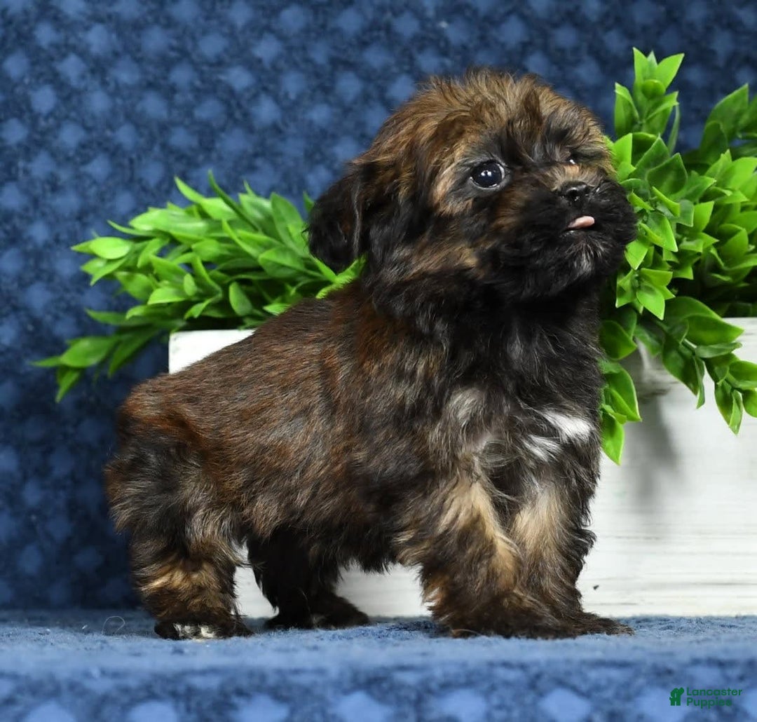 Havapoo dogs for sale: Wendell - Image 16