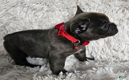 French Bulldog dogs for sale: Marco - Image 3