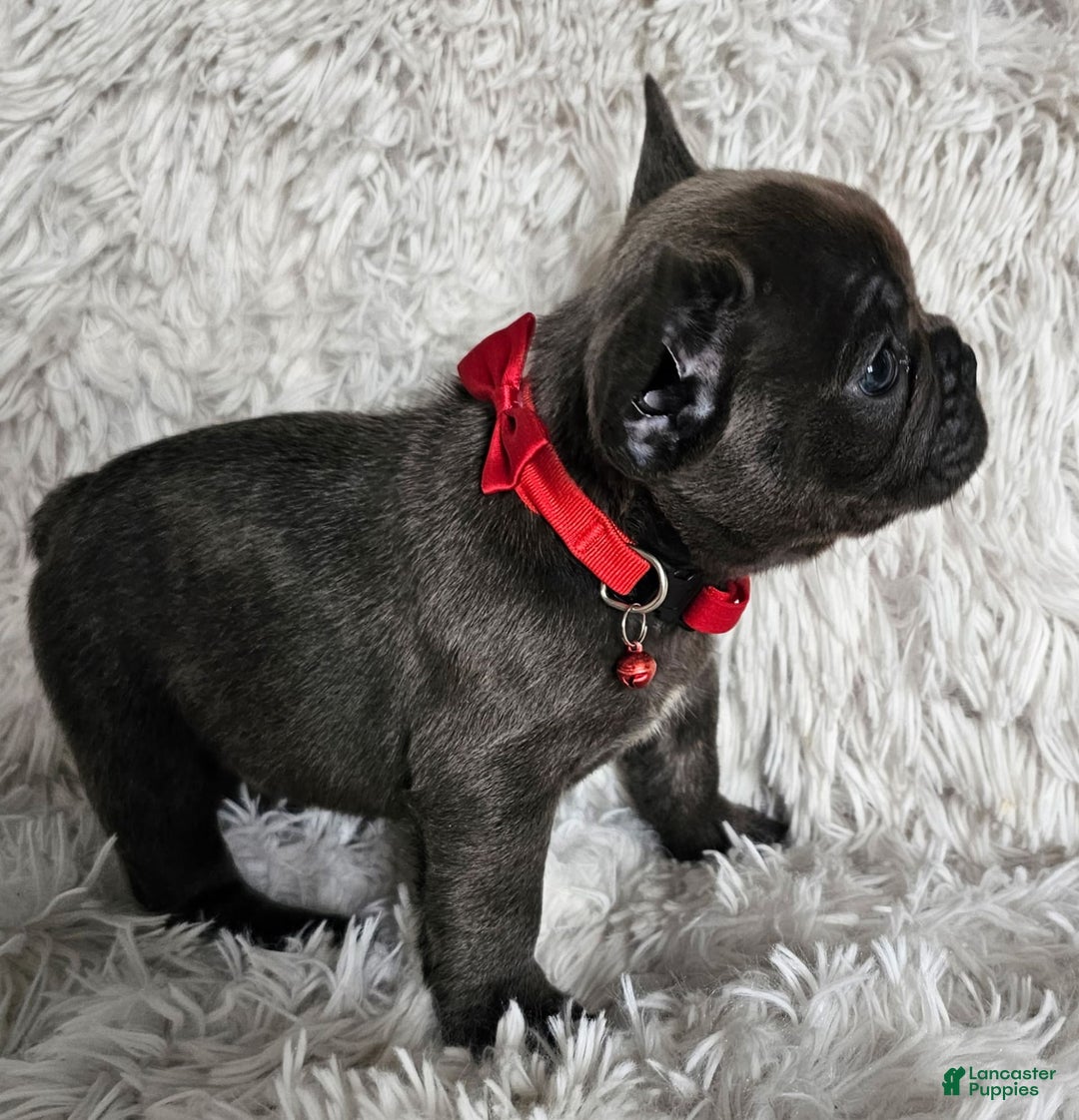 French Bulldog dogs for sale: Marco - Image 3