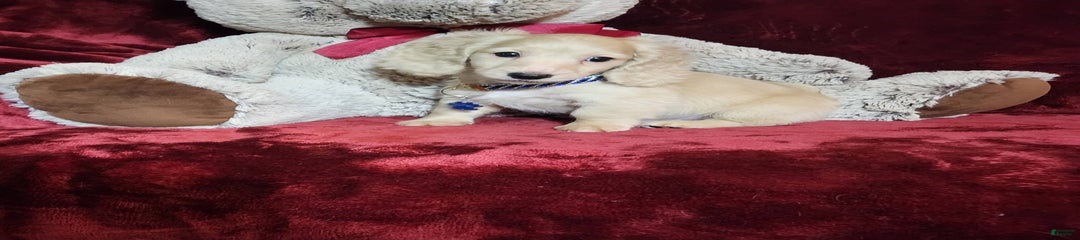 Tucker