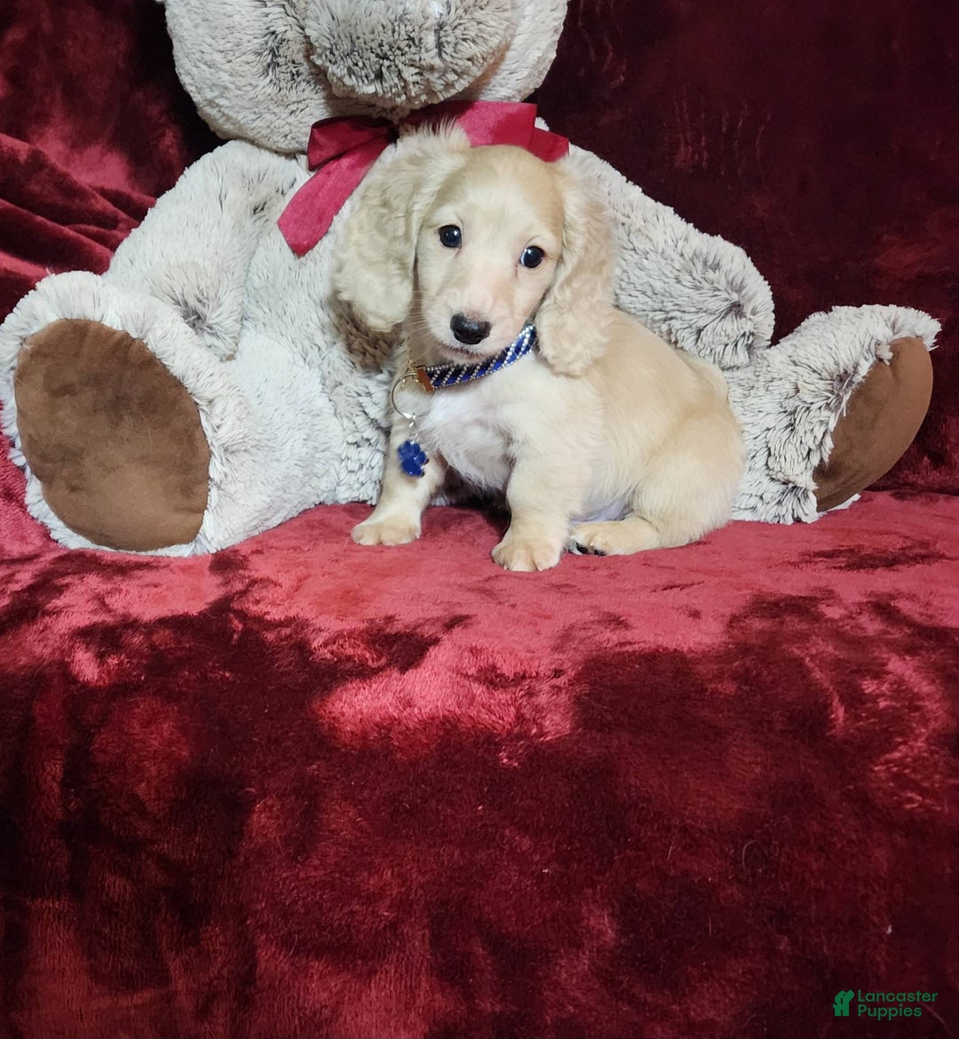 Miniature Dachshund dogs for sale: Tucker - Image 7