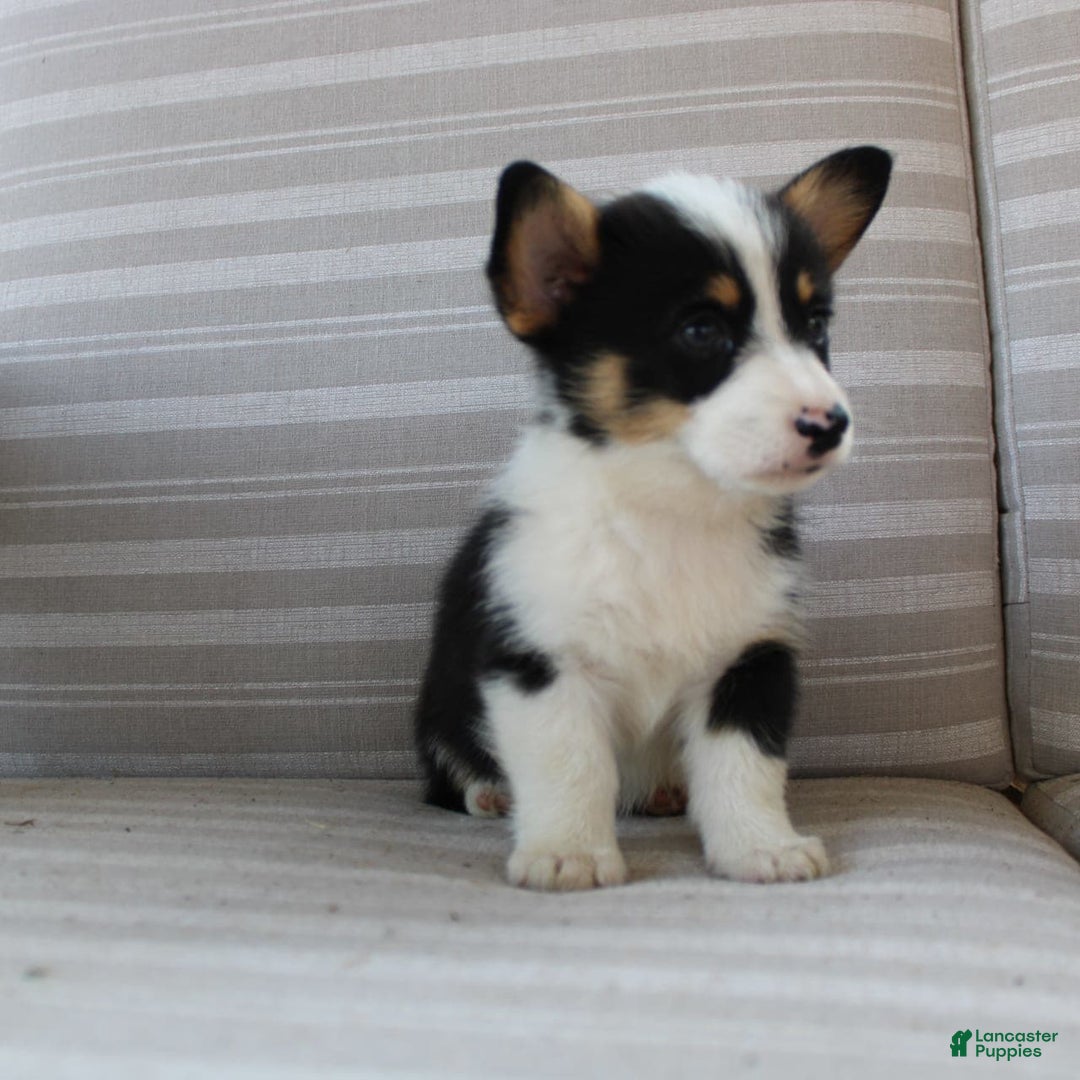 Welsh Corgi Pembroke dogs for sale: Lily - Image 15