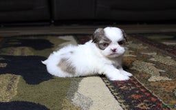 Shih Tzu dogs for sale: Gizmo - Image 1